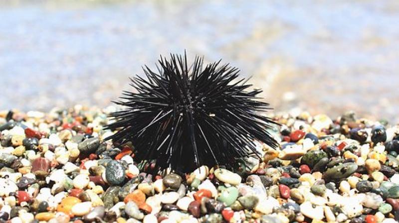 Sea Urchin Fish, Style : Fresh
