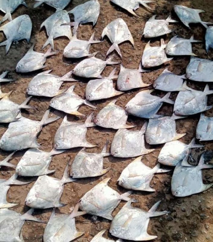 White Pomfret Fish, for Cooking, Food, Human Consumption, Style : Fresh