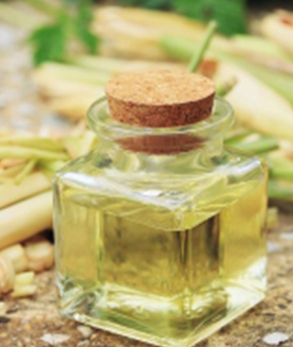 lemon grass essential oil