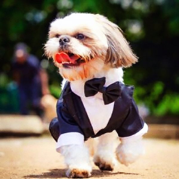 Plain Dog Tuxedo, Size : XL, Small