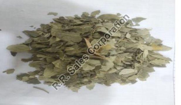 Common moringa leaf for Medicinal Use