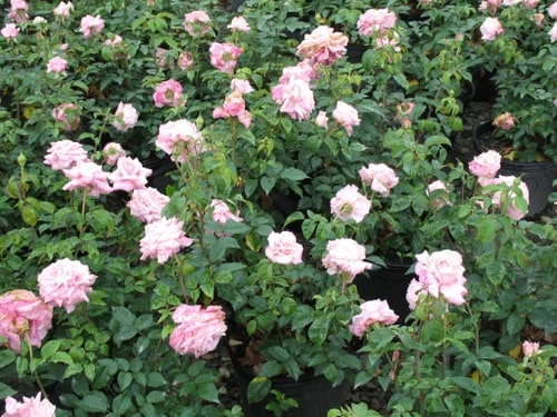 Hybrid Tea Rose Plants