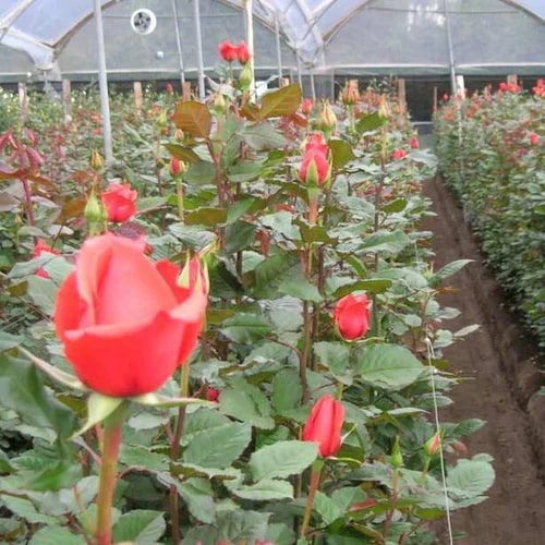 Organic Poison Rose Plants, Style : Natural