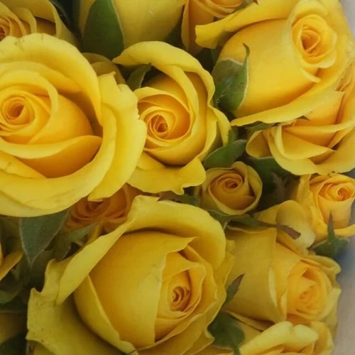 Yellow Rose Flowers