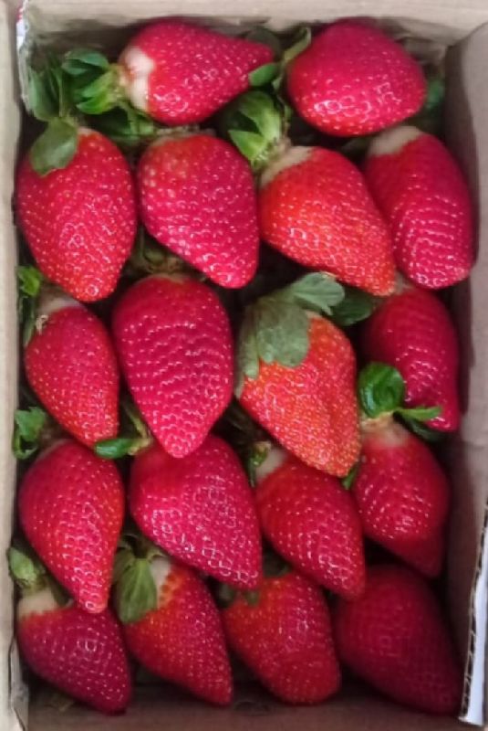 Fresh strawberry, Packaging Size : 20Kg