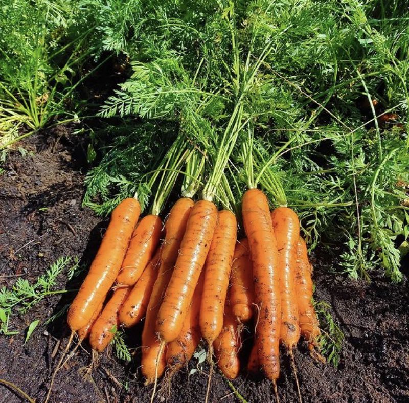 ACG Natural carrots, for Food, Taste : Delicious