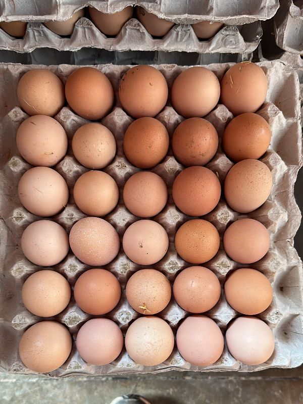 Poultry Desi Eggs