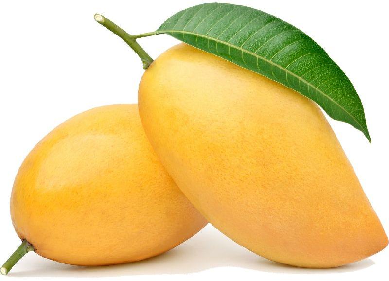 Organic fresh alphonso mango, Shelf Life : 10 Days