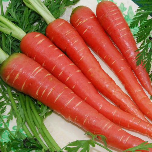 Organic Fresh Carrot, Color : Red
