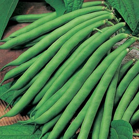 Organic Fresh French Beans, Color : Green