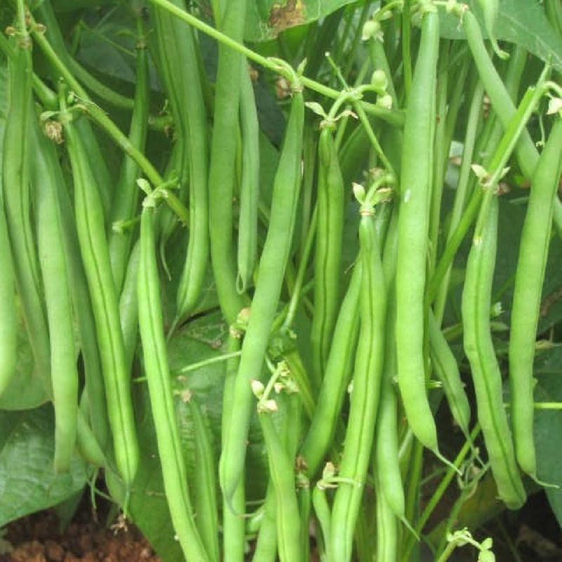 French Beans Seeds Sonali 1679993378 6822685 