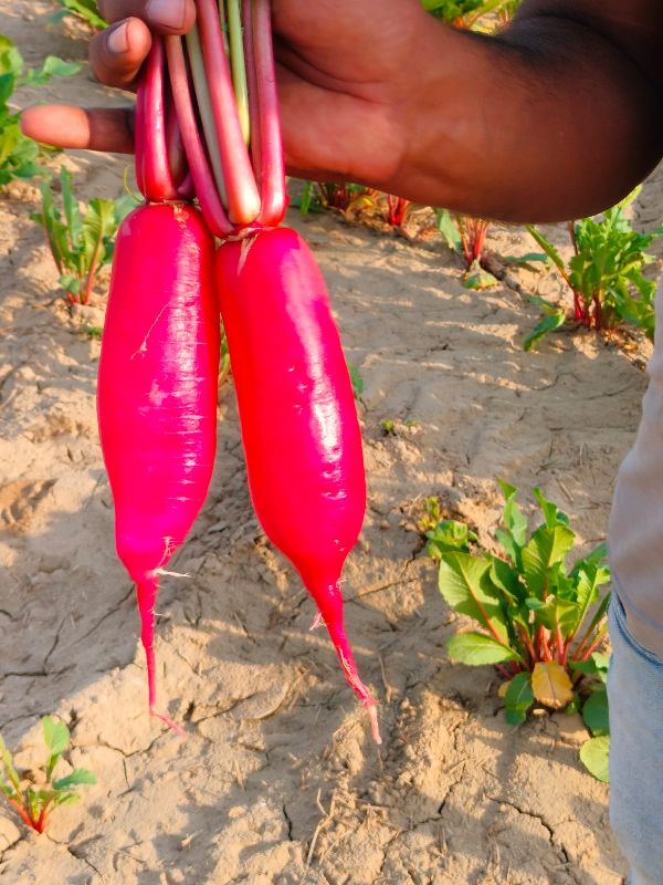 Red Soma 500 Hybrid Radish Seeds, For Agriculture, Style : Dried