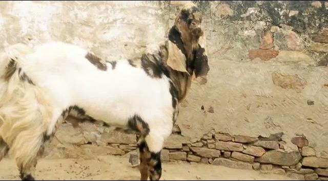 Sirohi goats, for Stall Feed, Pure Quality, Gender : Mail