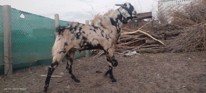 40 Se 60 Kg pet goats, Style : Alive