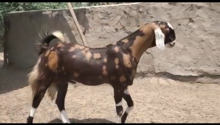 Sirohi Goat, for Pure Quality, Gender : Mail