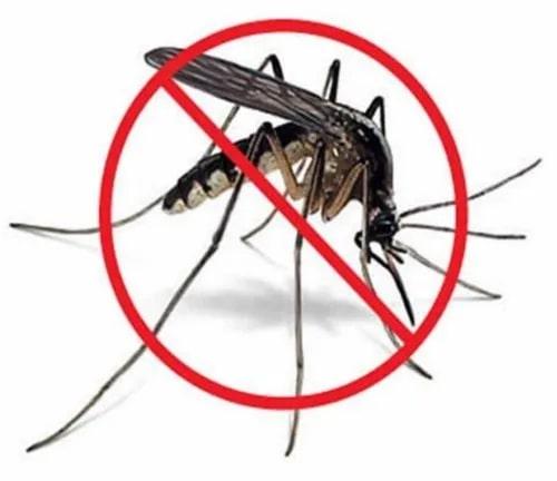 mosquito control services