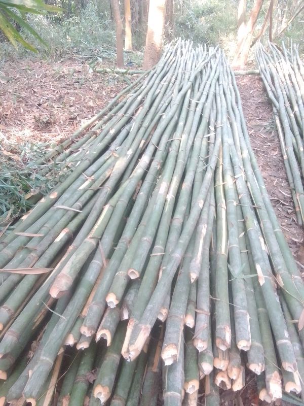 Finished Jati Bamboo 24ft, Length : 20-40ft