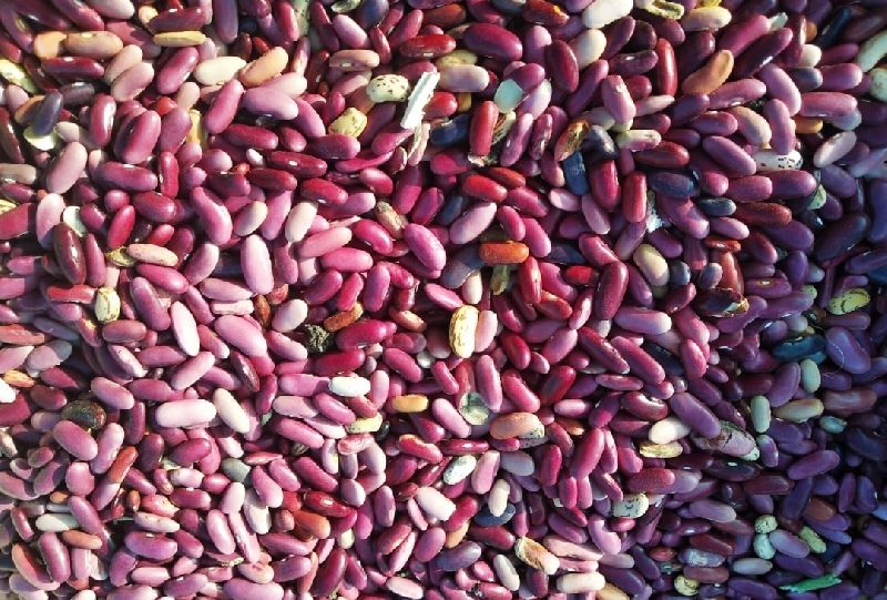 HPR 35 Common Red Kidney Bean, for Cooking, Feature : Full Of Proteins