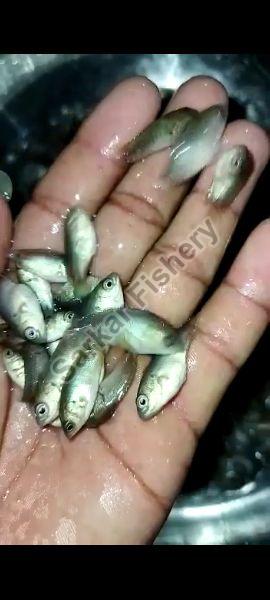 Vietnam koi fish seed