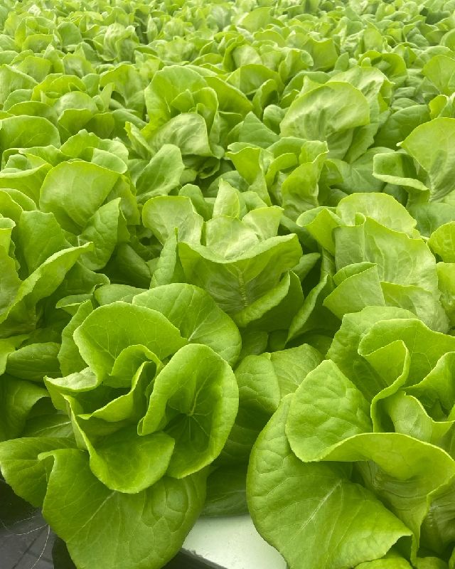Butterhead Lettuce, Packaging Size 10kg, 20kg Bengaluru Organics