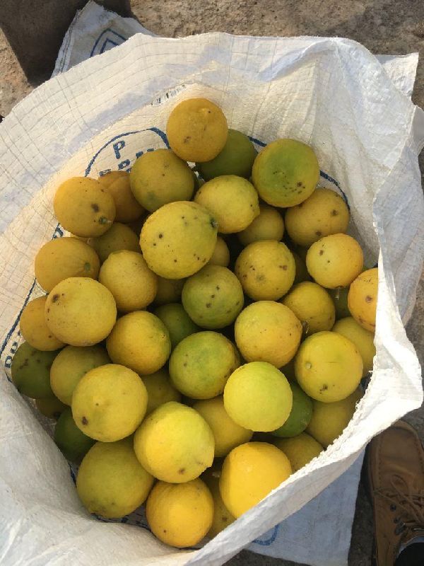 Round Common Fresh Lemons, For Drinks, Packaging Type : Gunny Bag, Net Bag