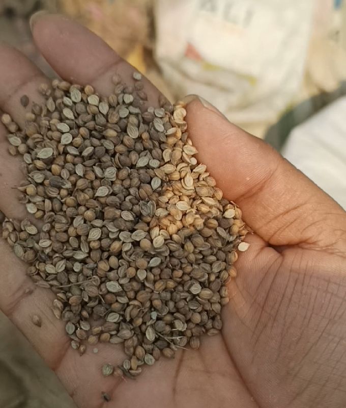 Solid Blended Common Coriander Seeds