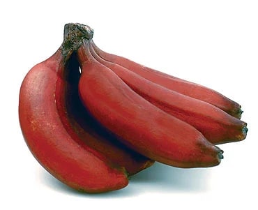 Fresh Cavendish Red Banana