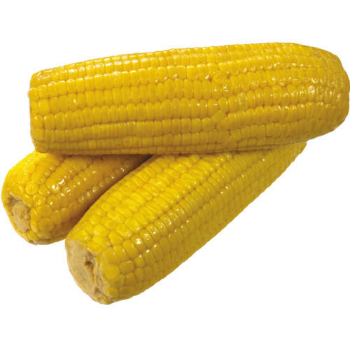 Organic Yellow Corn