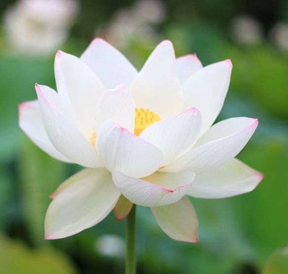 Organic Fresh White Lotus, for Garlands, Wreaths, Style : Natural