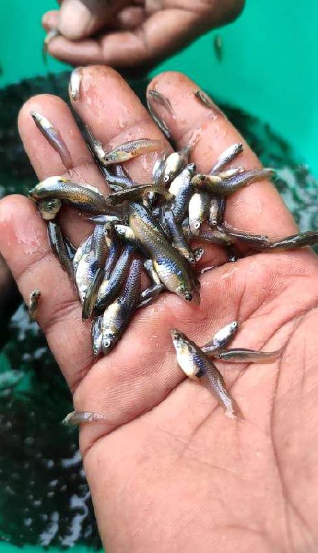 Guppy Fish Seeds, Style : Alive, Packaging Type : Box at Rs 400 / Kilogram  in North 24 Parganas
