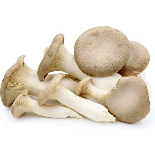 Organic Fresh Oyster Mushroom, for Cooking, Oil Extraction, Packaging Type : Plastic Bag