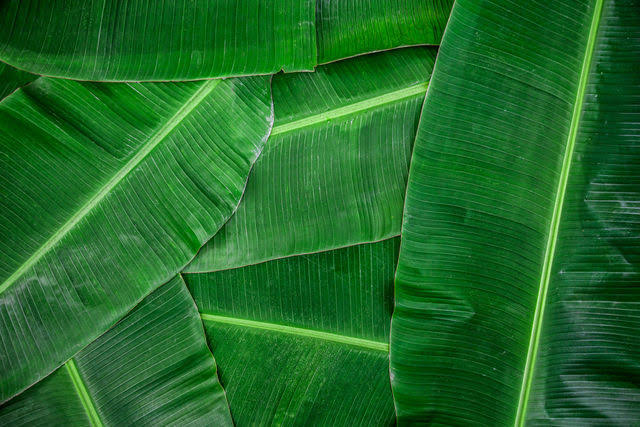Common banana leaf, for Making Disposable Items