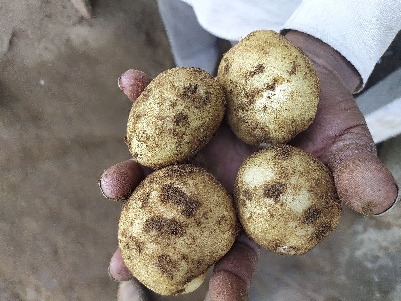 Natural Potato luckar, for Human Consumption, Cooking, Home, Hotels, Certification : FSSAI Certified