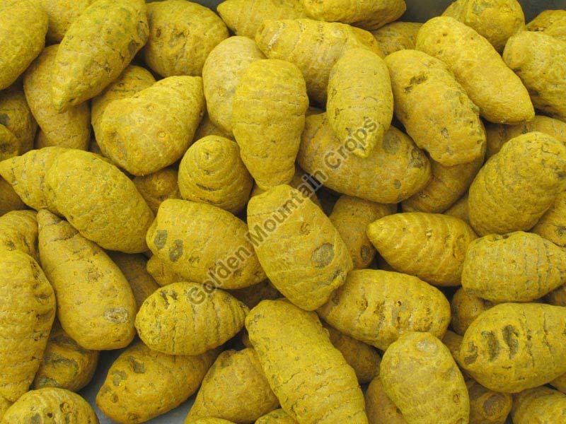 Turmeric Bulbs, Color : Light Yellow
