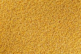 Natural Common foxtail millet, for Cattle Feed, Cooking, Packaging Type : Gunny Bag, Jute, Plastic Bag
