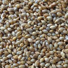 Common Natural pearl millet, for Cattle Feed, Cooking, Packaging Size : 25kg