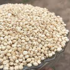 Sorghum millet