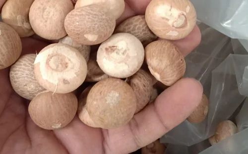 areca nut