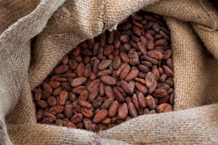 Beans Cocoa