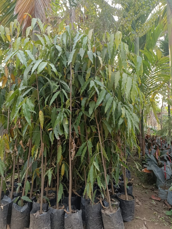 Organic Ashoka Plants, For Plantation, Color Green Daffodil