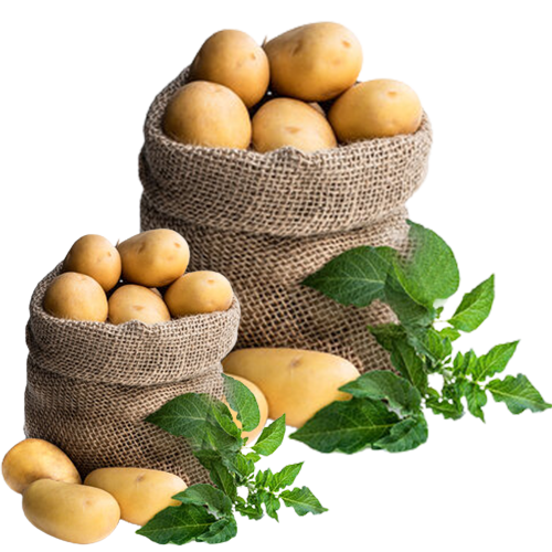 Common Fresh Potato, for Cooking Achyuta Royal Export Import Llp
