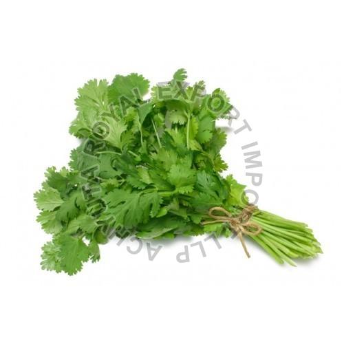 Common Fresh Coriander, for Cooking, Color Green Achyuta Royal