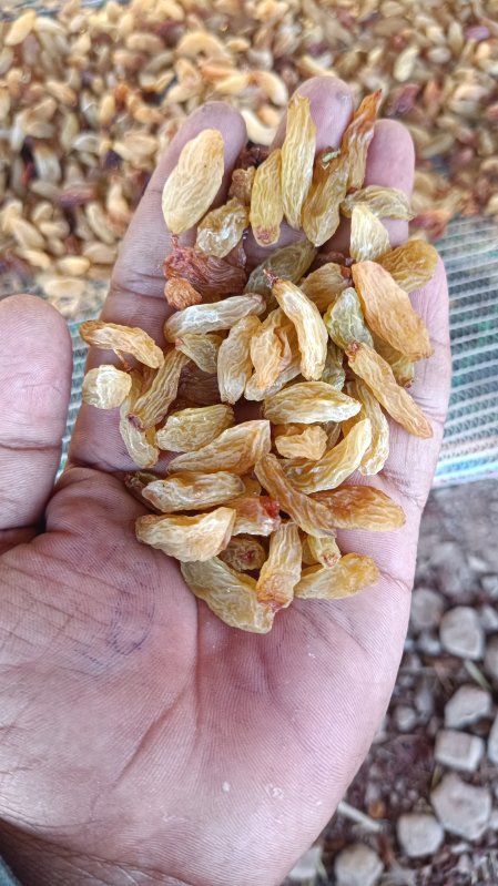 sun dried raisins Manufacturer | INGALE AGRI PRODUCTS, Bangalore