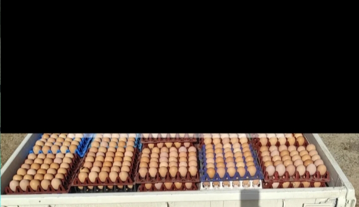 Farm fresh eggs, for Human Consumption