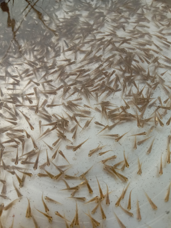 White freshwater fish seeds, Packaging Type : Carton Box at Best Price ...