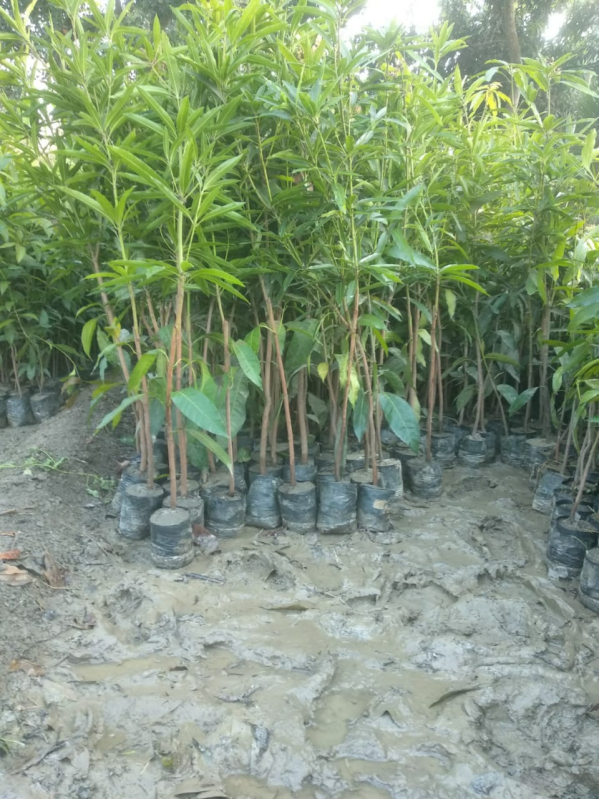 Mango Plants & Teak Plant Supplier Shivam nursery & forestry, Dhanbad