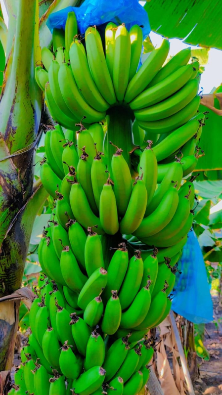 AGS FOODS Grade :- G9 Banana, Feature : Nutritious, Healthy, Good Taste ...