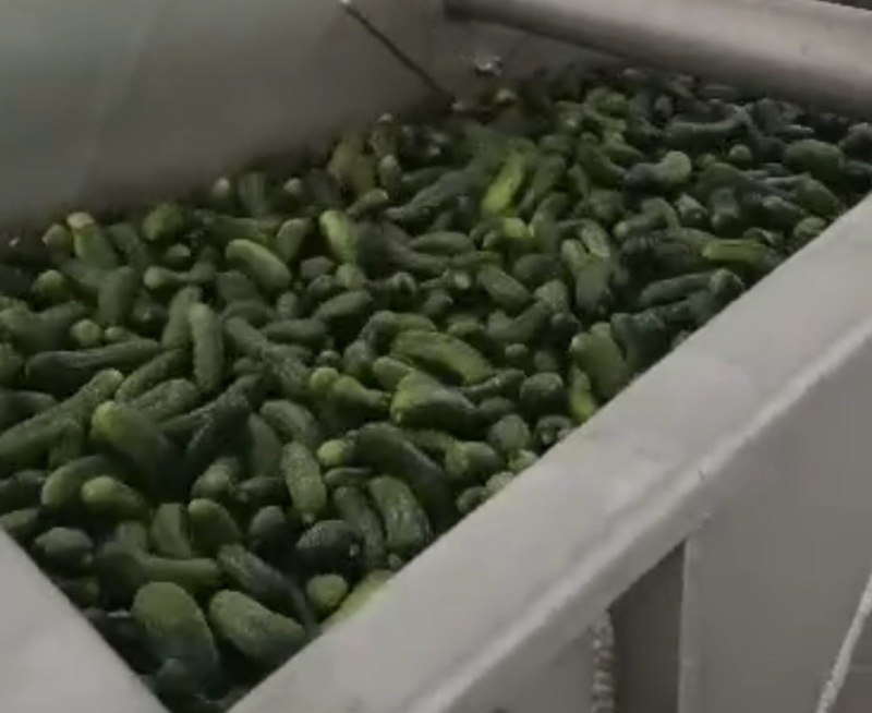 Gherkin, Style Fresh, Packaging Type Jute Bags Global sealines shipping and logistic group