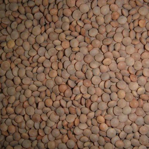 Common Black Masoor Dal, for Cooking - Aman Trading Company, Delhi