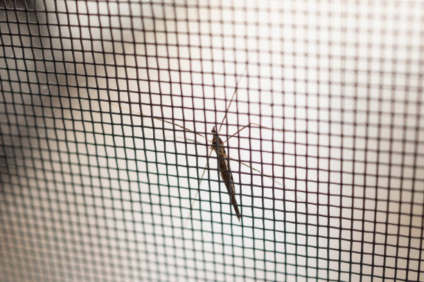Fiber Mosquito Mesh, Length : 1000-1500mm